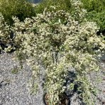 Hlohyňa šarlátová (Pyracantha) ´VARIEGATA´ - výška 70-90 cm, kont. C7L - NA KMIENKU